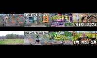birdsnestinglivestream23
