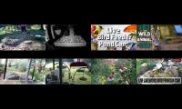 birdsnestinglivestream86