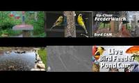 Thumbnail of birdsnestinglivestream73