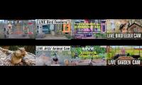 birdsnestinglivestream23