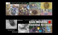 birdsnestinglivestream8