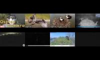 birdsnestinglivestream22