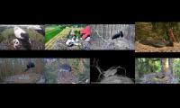 birdsnestinglivestream19