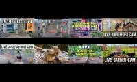 birdsnestinglivestream23