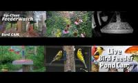 birdsnestinglivestream73