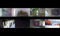 birdsnestinglivestream10