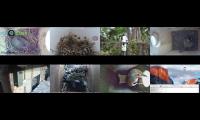 birdsnestinglivestream10