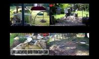birdsnestinglivestream86