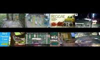 birdsnestinglivestream84