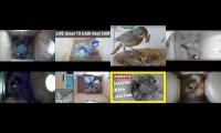 birdsnestinglivestream9