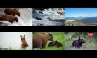 Brooks Falls - Katmai National Park, Alaska, USA