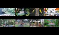 birdsnestinglivestream73