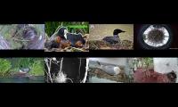 Thumbnail of birdsnestinglivestream37