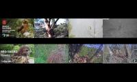 birdsnestinglivestream4