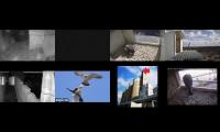 birdsnestinglivestream46
