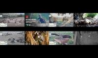 birdsnestinglivestream34