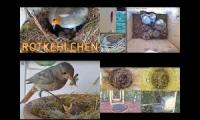 birdsnestinglivestream8
