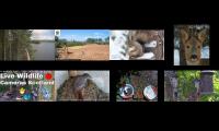 Thumbnail of birdsnestinglivestream87
