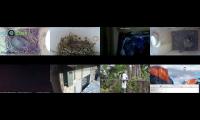 Thumbnail of birdsnestinglivestream10