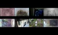 Thumbnail of birdsnestinglivestream10