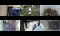 birdsnestinglivestream10