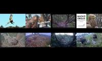 birdsnestinglivestream2