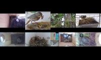 birdsnestinglivestream10