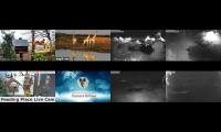 birdsnestinglivestream79