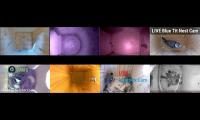 birdsnestinglivestream80