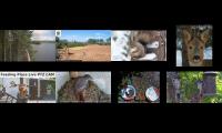 birdsnestinglivestream87