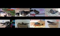 birdsnestinglivestream31