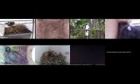Thumbnail of birdsnestinglivestream10
