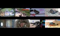 birdsnestinglivestream31