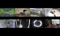 birdsnestinglivestream37