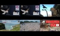 birdsnestinglivestream72