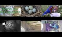 Thumbnail of birdsnestinglivestream71