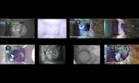 birdsnestinglivestream88