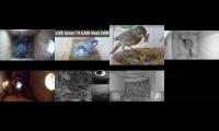 birdsnestinglivestream9