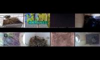 birdsnestinglivestream10