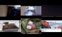 birdsnestinglivestream89