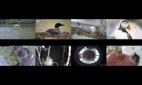 birdsnestinglivestream37