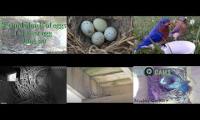 birdsnestinglivestream71
