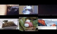 birdsnestinglivestream89