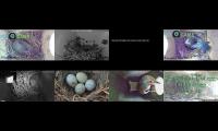 birdnesingtlivestream4