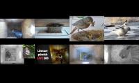 birdnesingtlivestream6