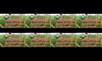 Thumbnail of Petani gagal panen dampak hujan+ angin jagung ambruk