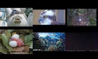 Bird-Nesting-Livestream1