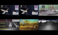 Bird-Nesting-Livestream7