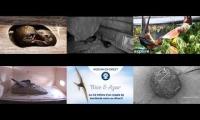 Bird-Nesting-Livestream6
