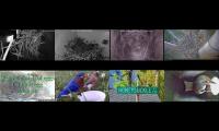 Bird-Nesting-Livestream3